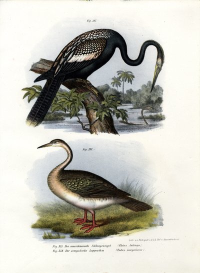 Schlangenhalsvogel von German School